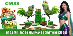 Đá Gà Tre – Tốc Độ Kèm Phản Xạ Quyết Định Kết Quả
