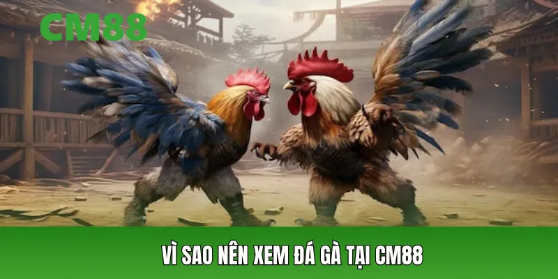 Vì sao nên xem đá gà tại CM88