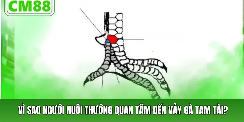 Vì sao người nuôi thường quan tâm đến vảy gà tam tài?